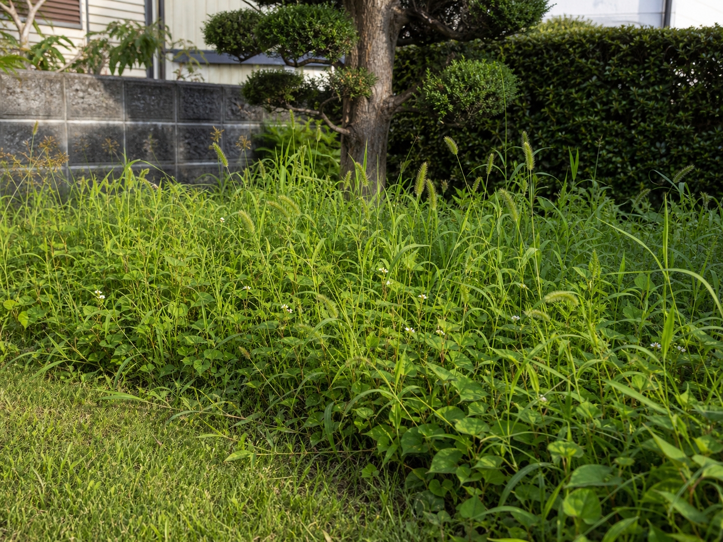 雑草が伸びた一般住宅の庭の一角